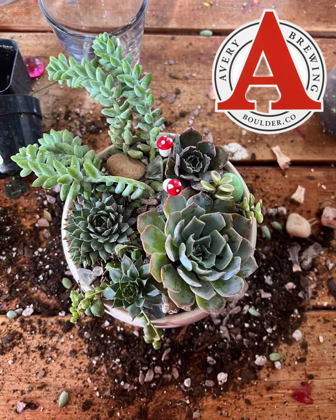 Halloween Succulent Garden Workshop Avery Brewing 10/15