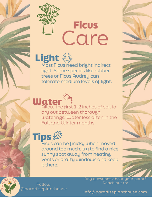 10’ Ficus Elastica Burgundy