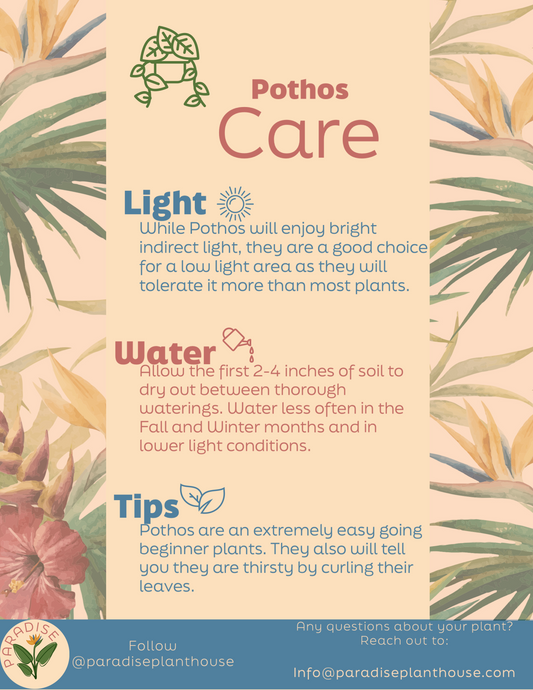 12” Cebu Blue Pothos Pole