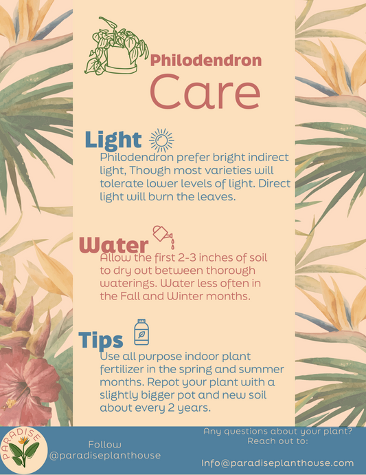 6” Philodendron Birkin/Congo Combo