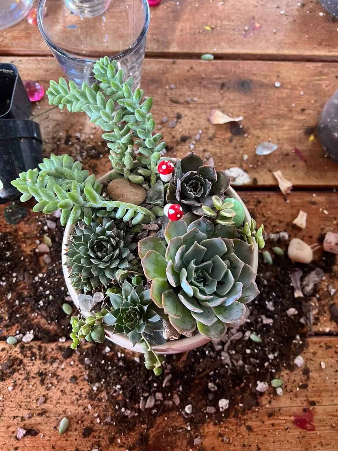 succulent plant workshop Succulent garden Workshop at Crooked Stave