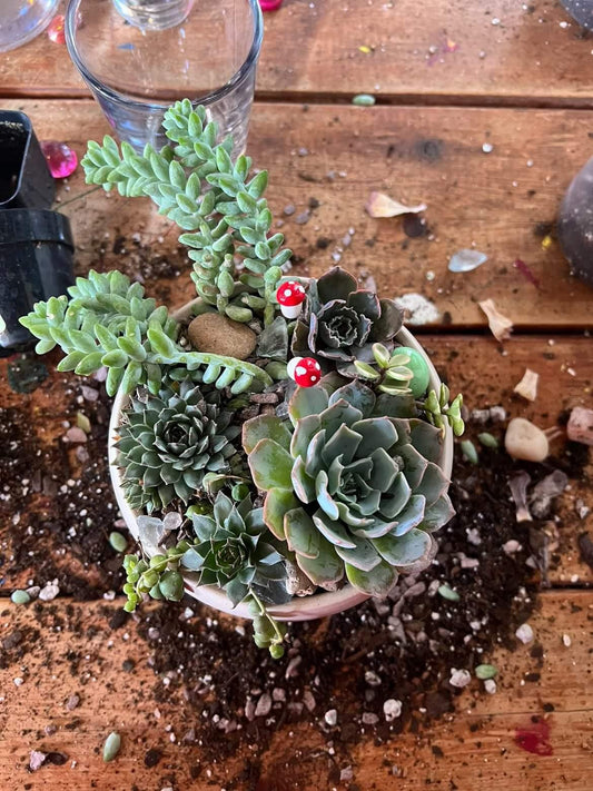 Succulent garden Workshop at Crooked Stave