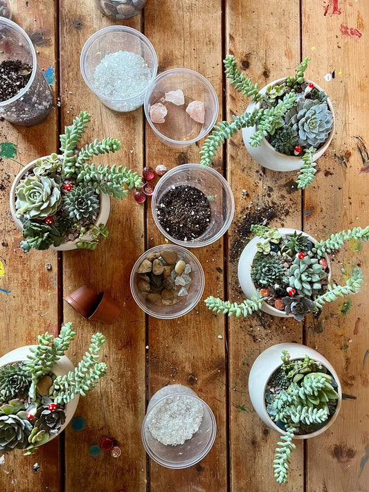 Succulent garden Workshop at Crooked Stave