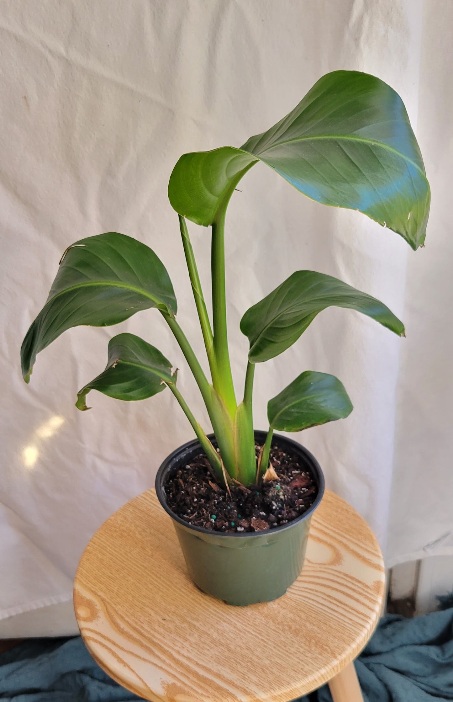 6" Bird of Paradise