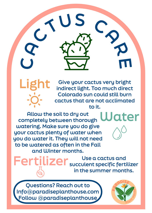 4" Epiphyllum Ric Rac