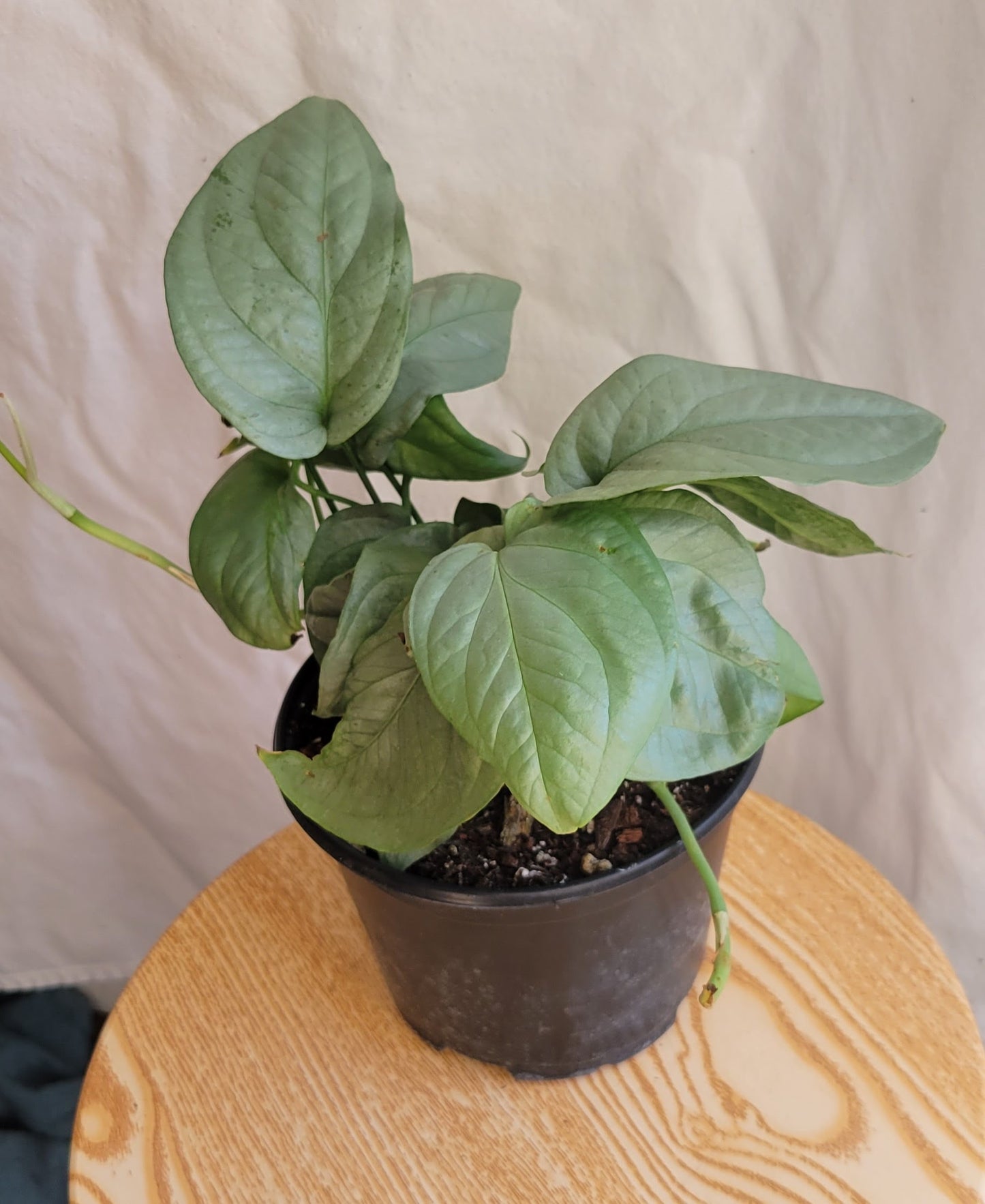 6” Amydrium SIlver