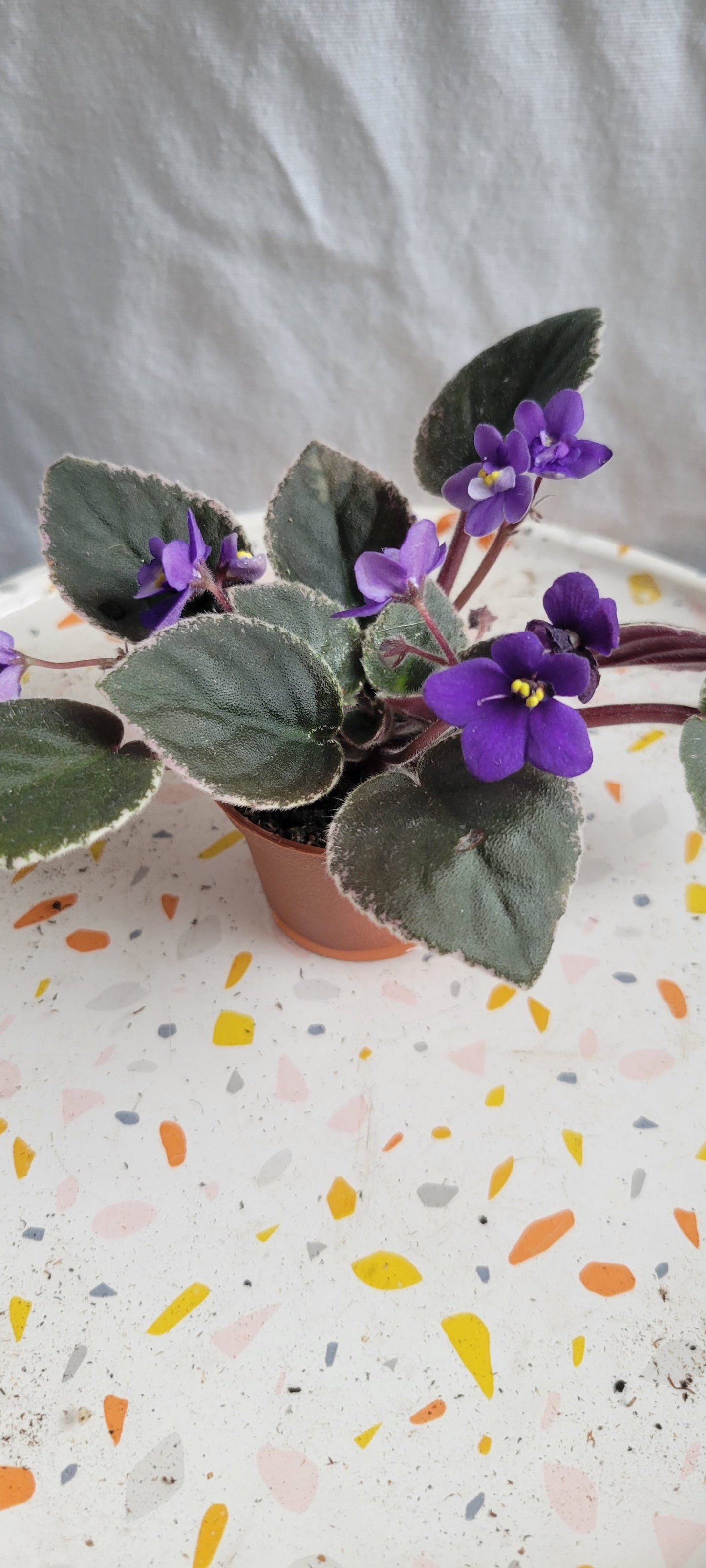 2” African Violet