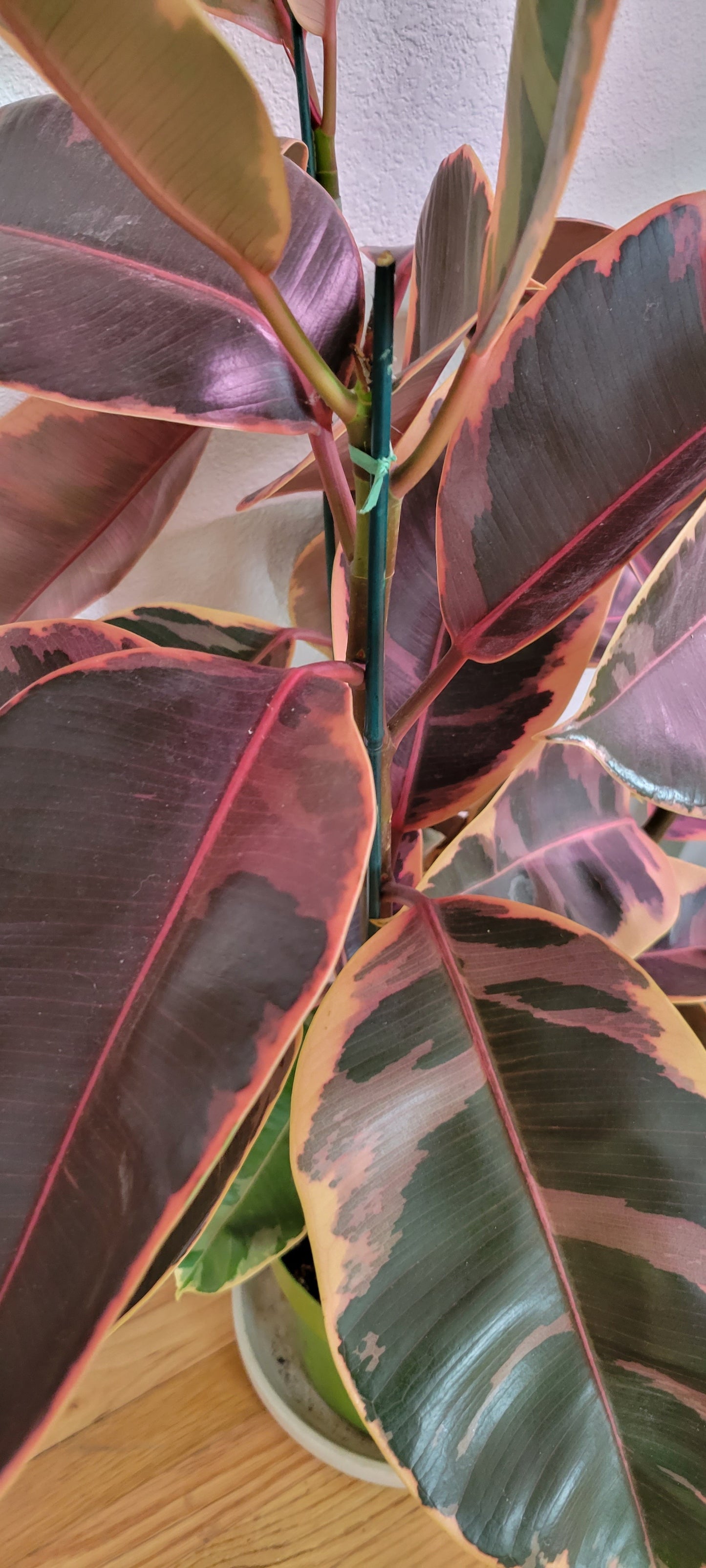 10” Ficus Elastica Ruby