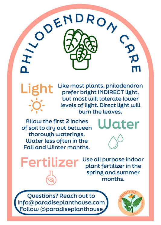 4” Philodendron Lemon Cortadum