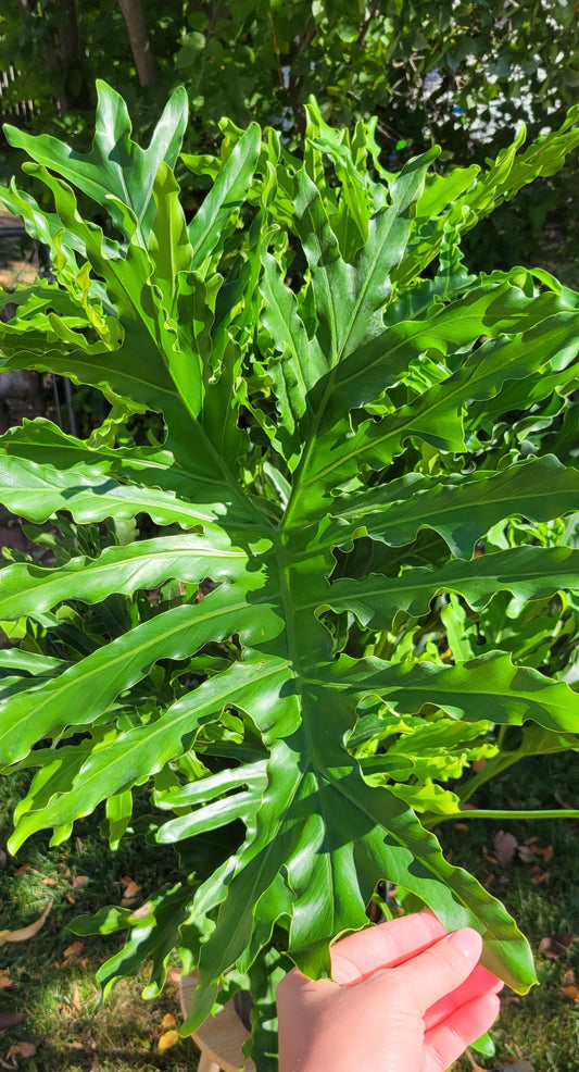 10” Philodendron Hope Selloum