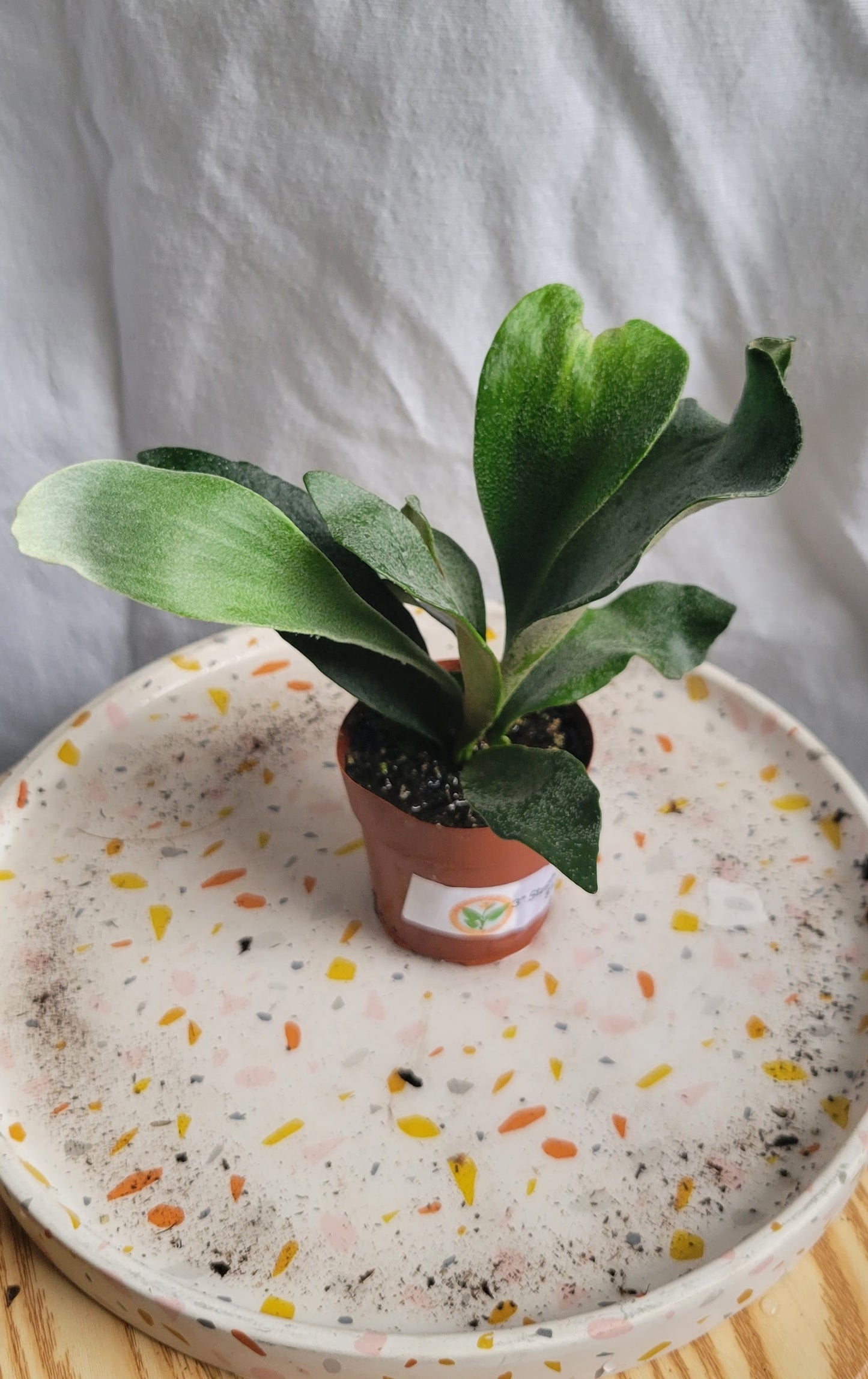 3” Staghorn Fern