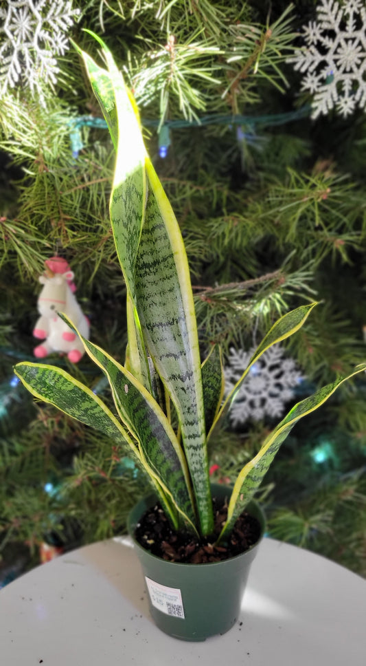 4” Sanseveria