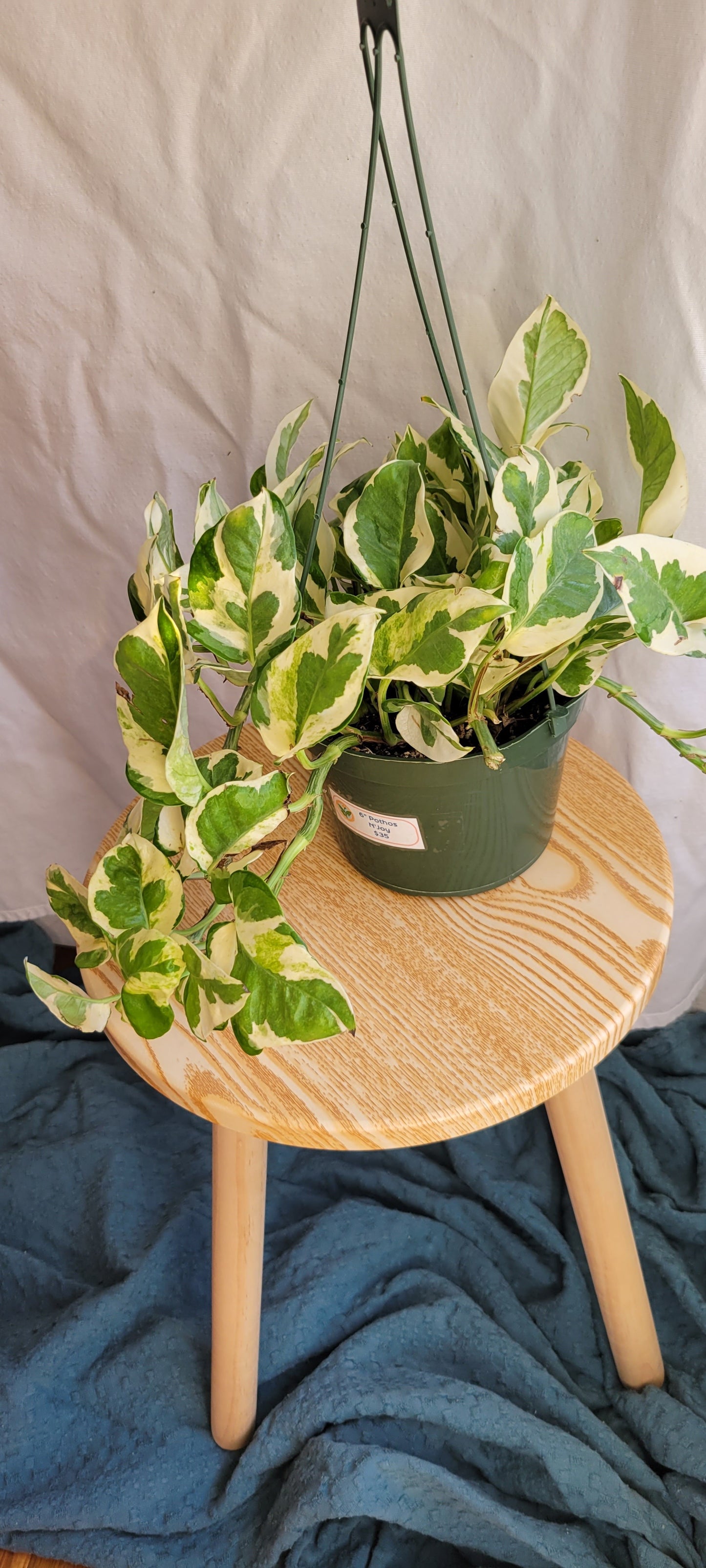 6” Pothos N’joy