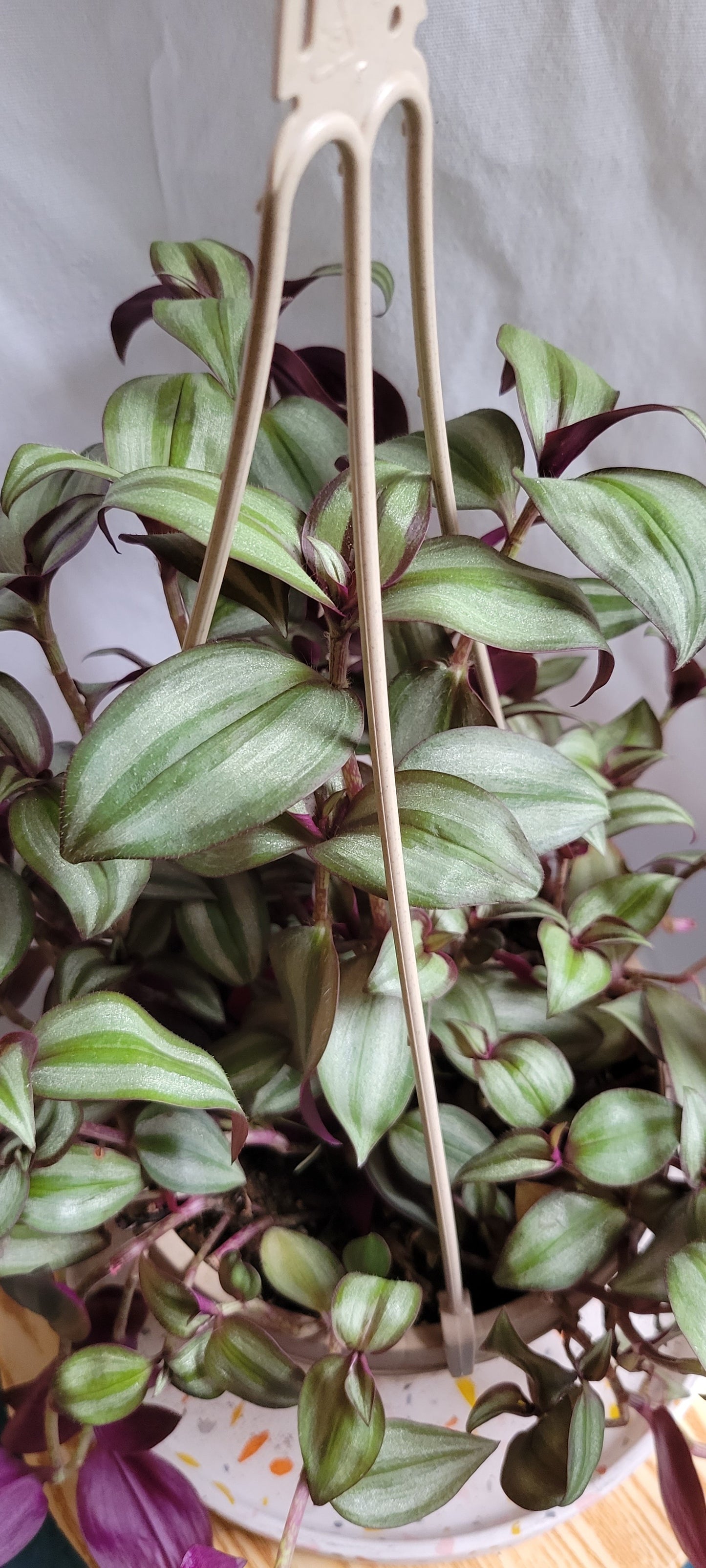 6” Tradescantia Zebrina