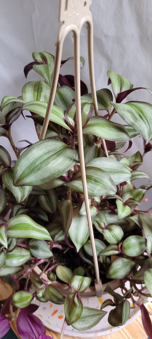 6” Tradescantia Zebrina