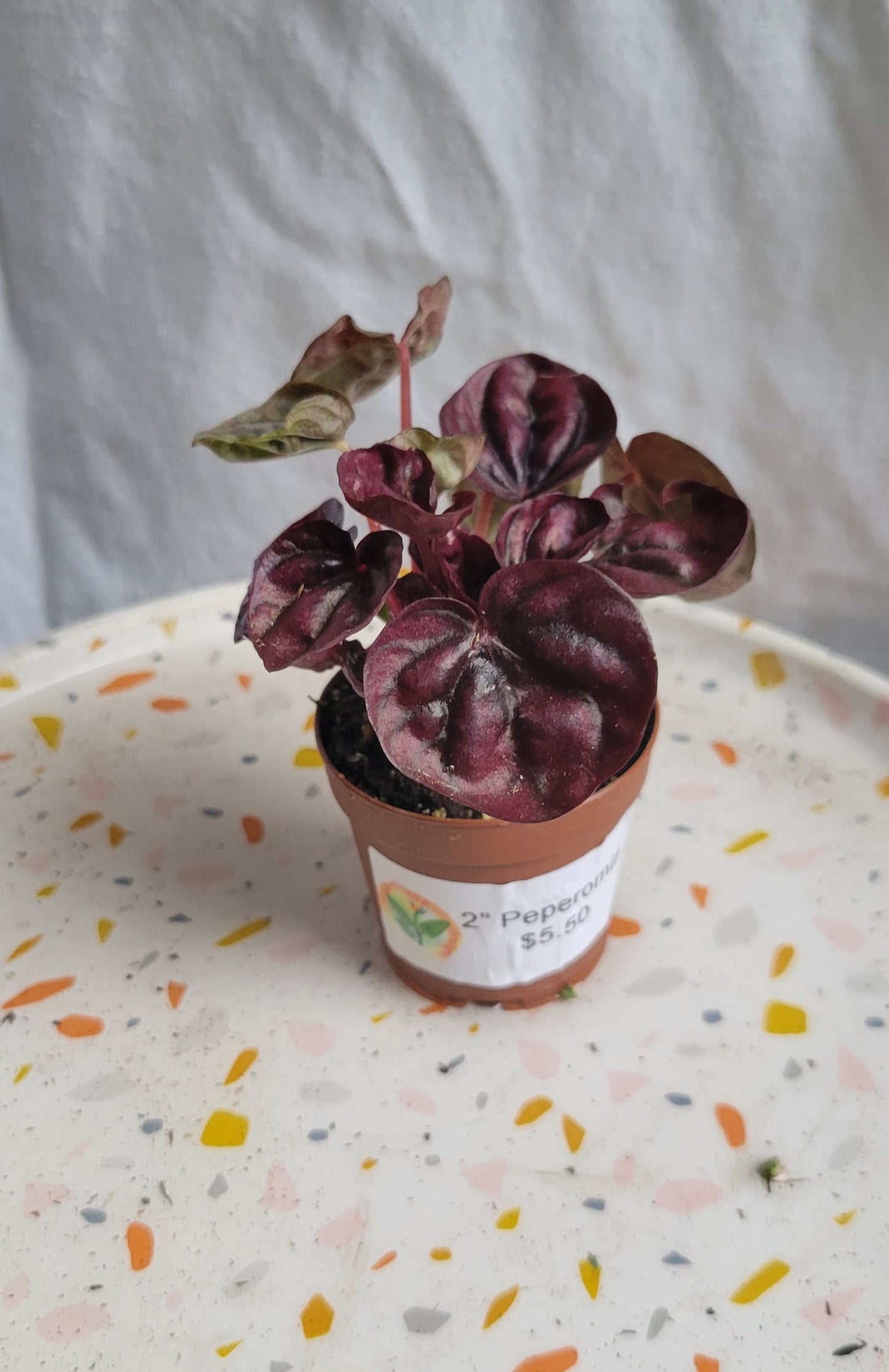 2” Peperomia