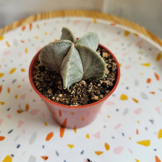 2.5” Bishop’s Cap Cactus