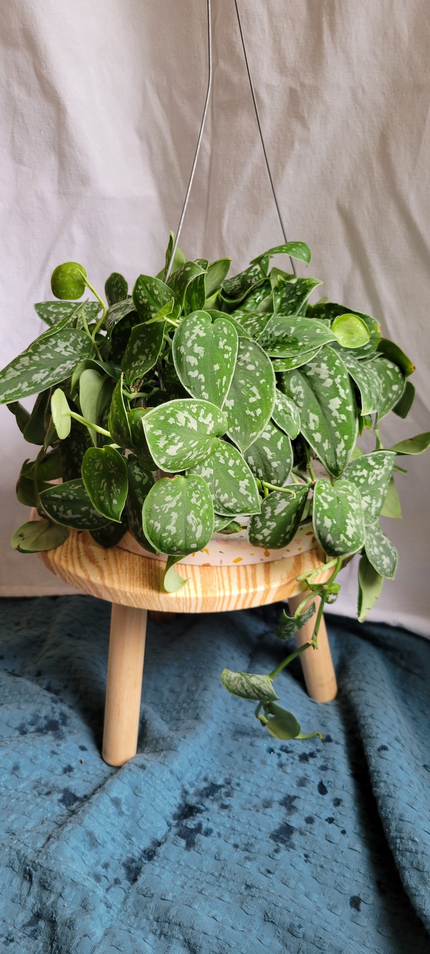 6” Scindapsus