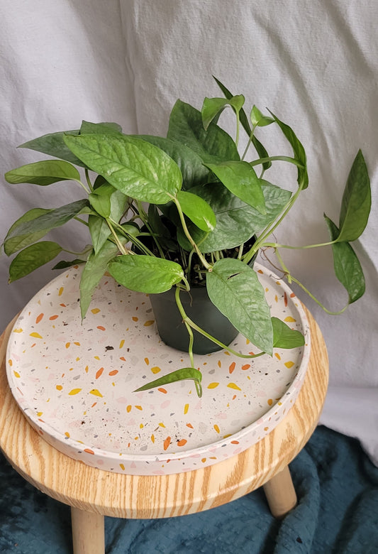 4” Epipremnum Cebu Blue