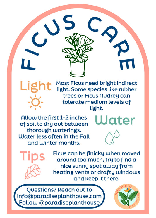 6” ficus lyrata compacta