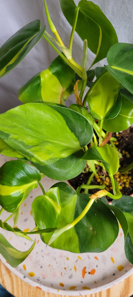 4" Philodendron Brasil