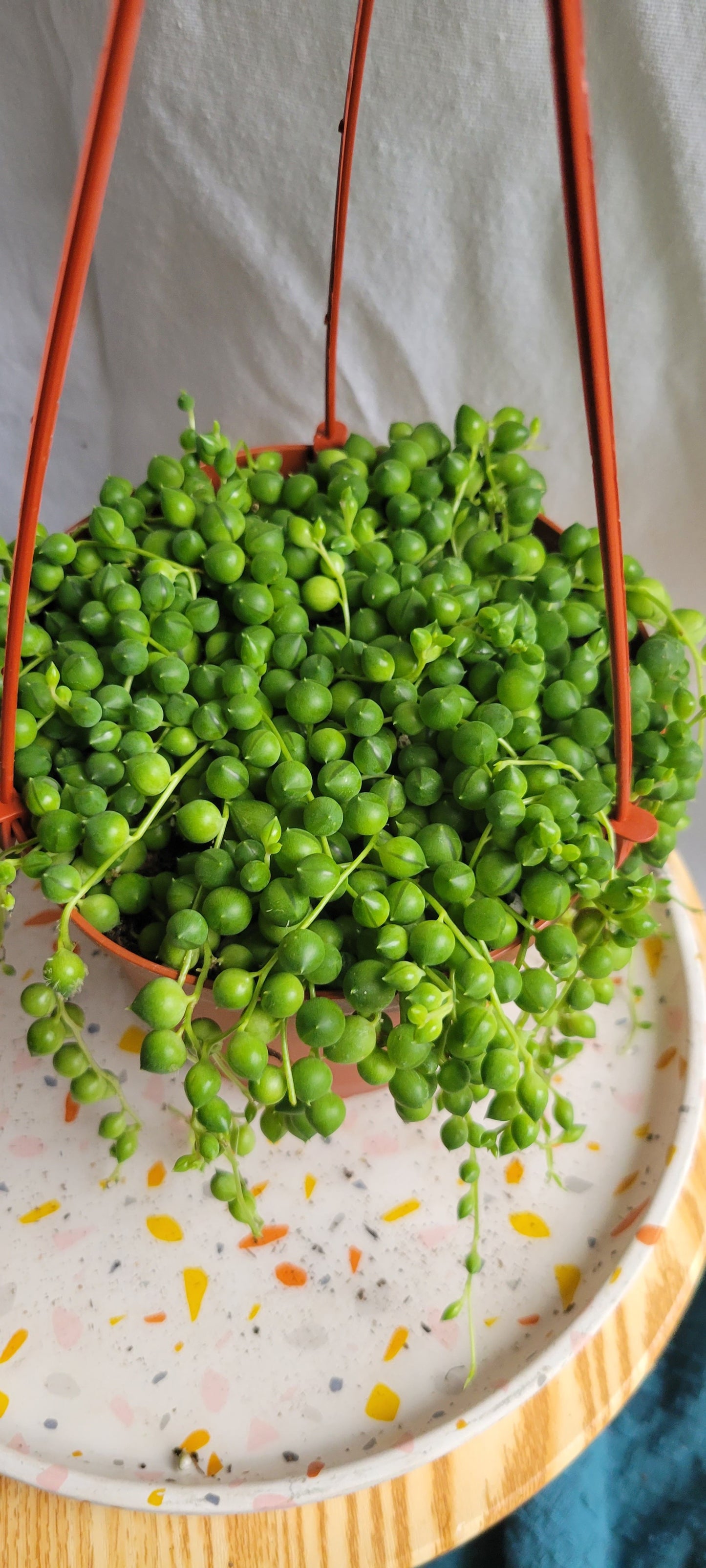 6” String of Pearls