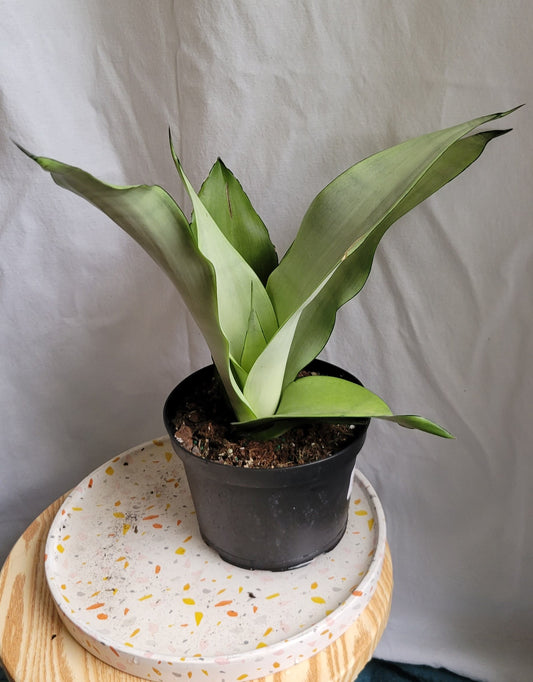 6” Sanseveria Moonshine