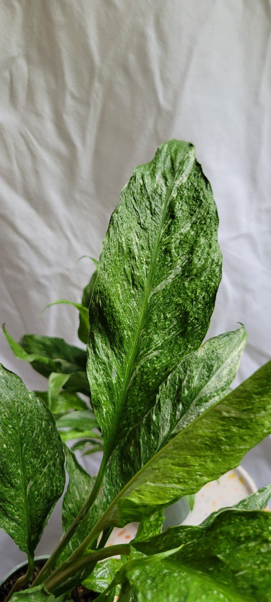 4" Spathiphyllum Domino