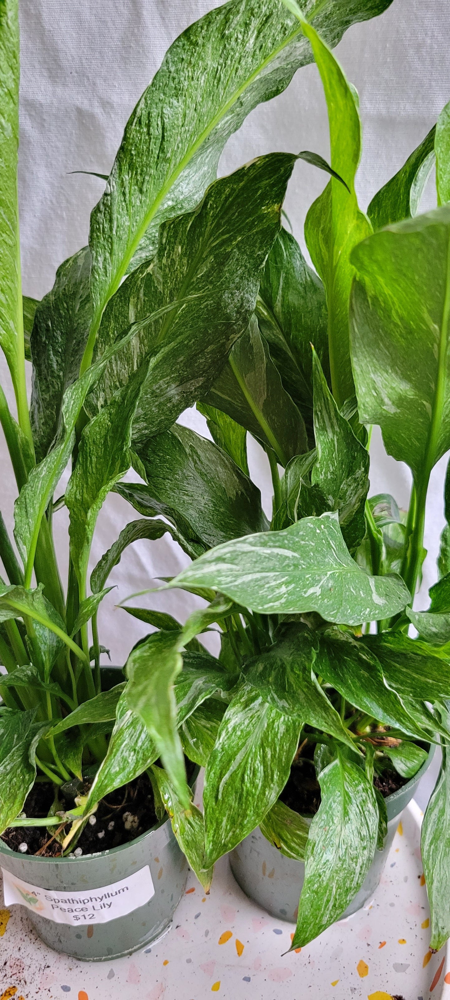 4" Spathiphyllum Domino