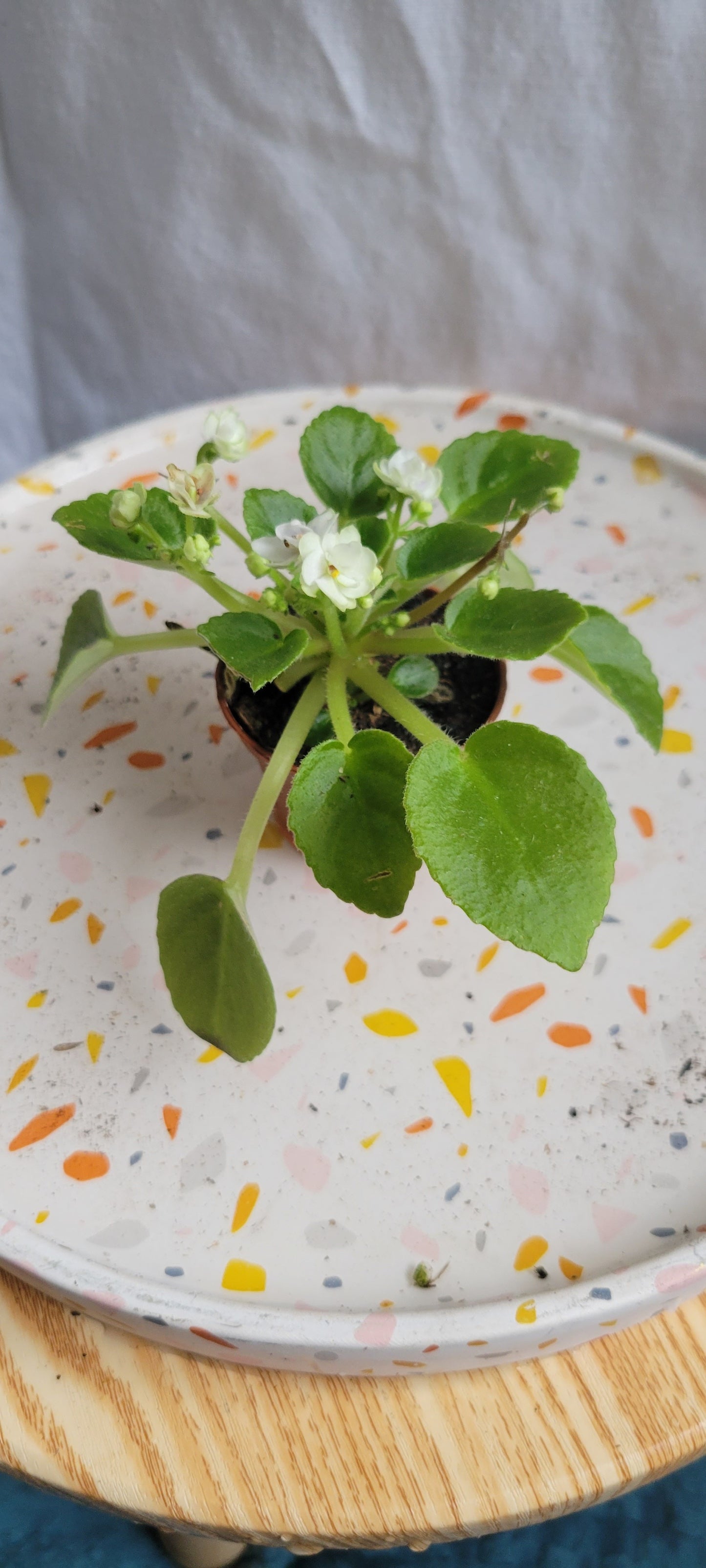 2” African Violet