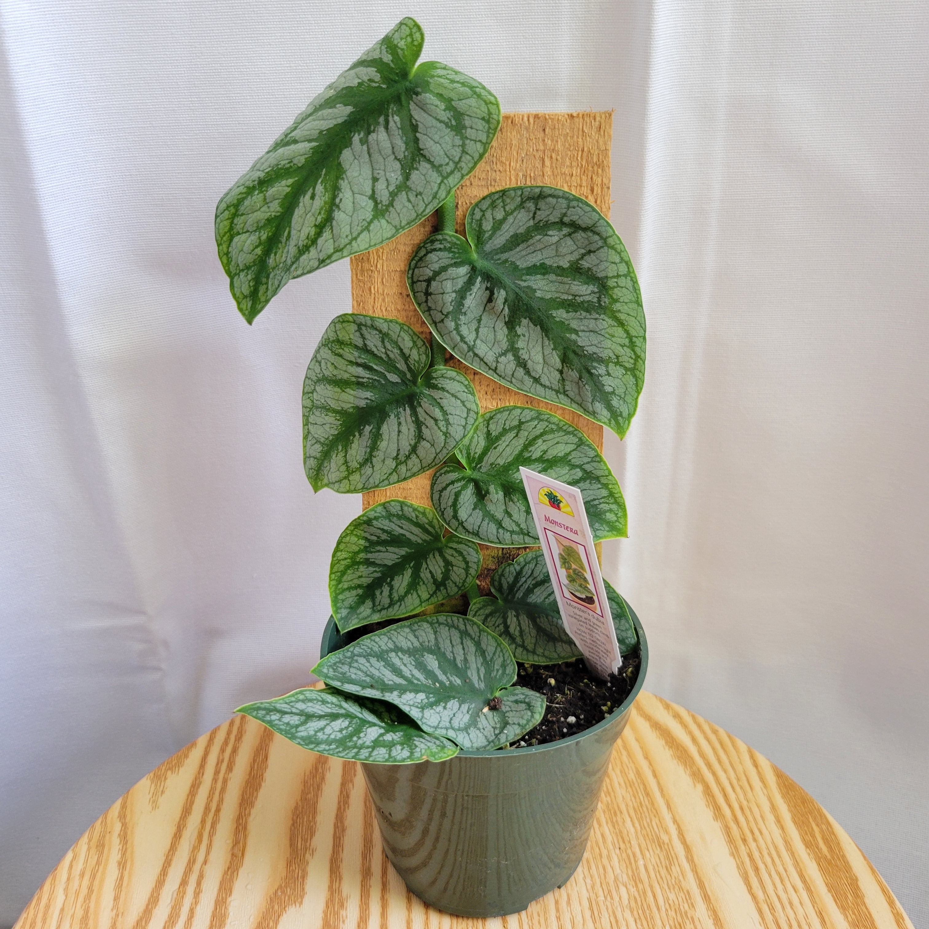 philodendron monstera dubia 4" Monstera Dubia – Paradiseplanthouse