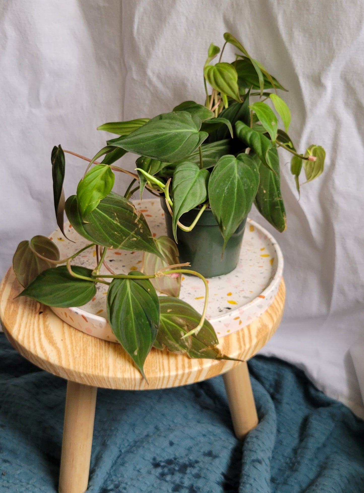 4" Philodendron Micans