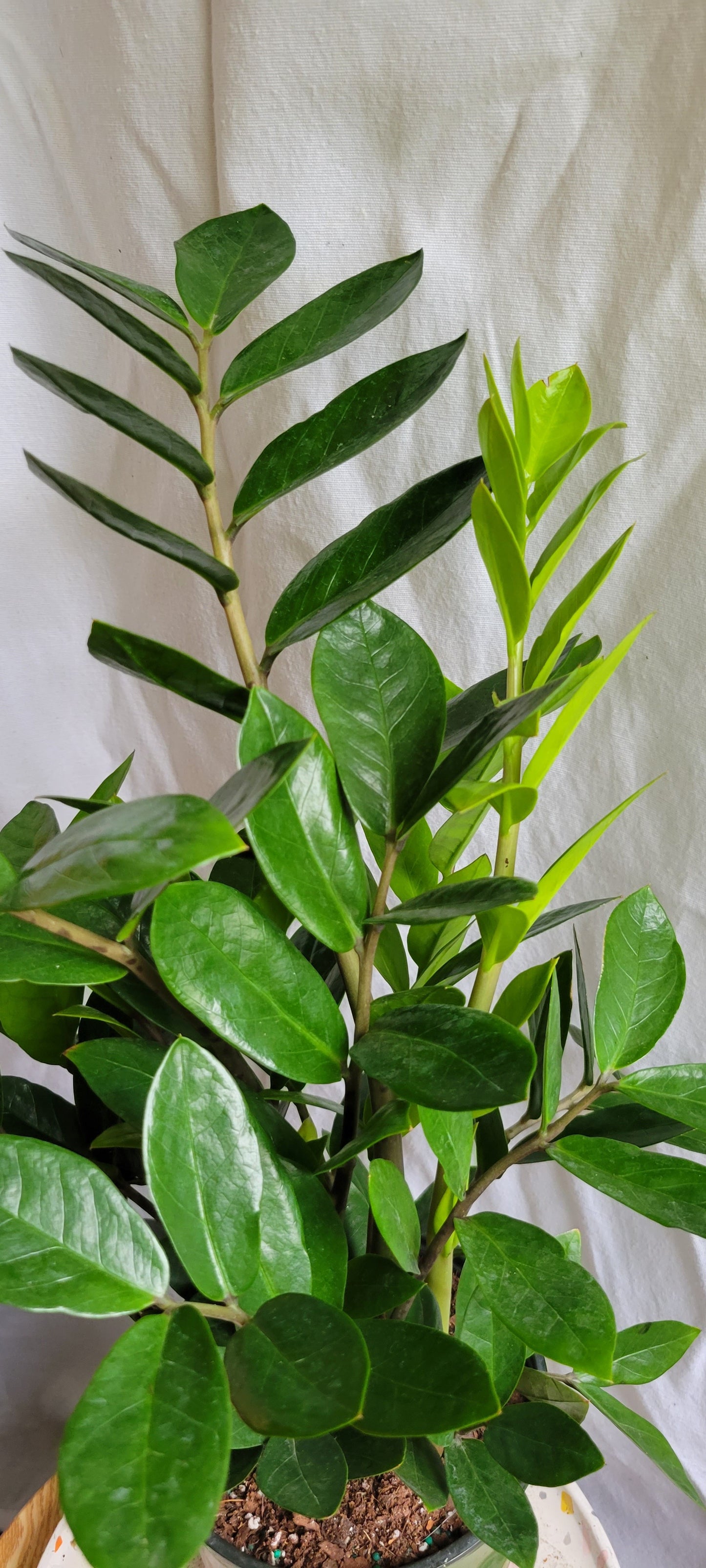 6” ZZ Plant