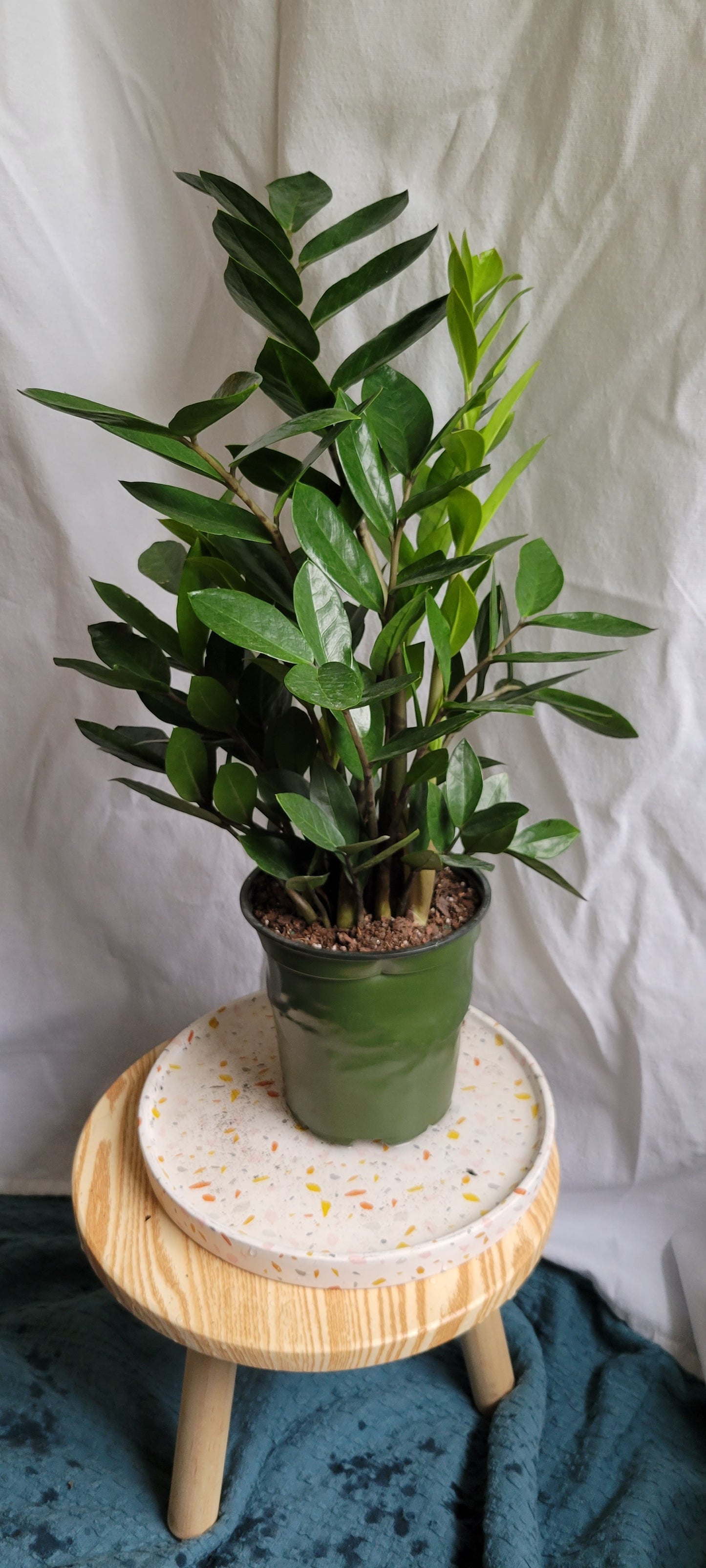 6” ZZ Plant