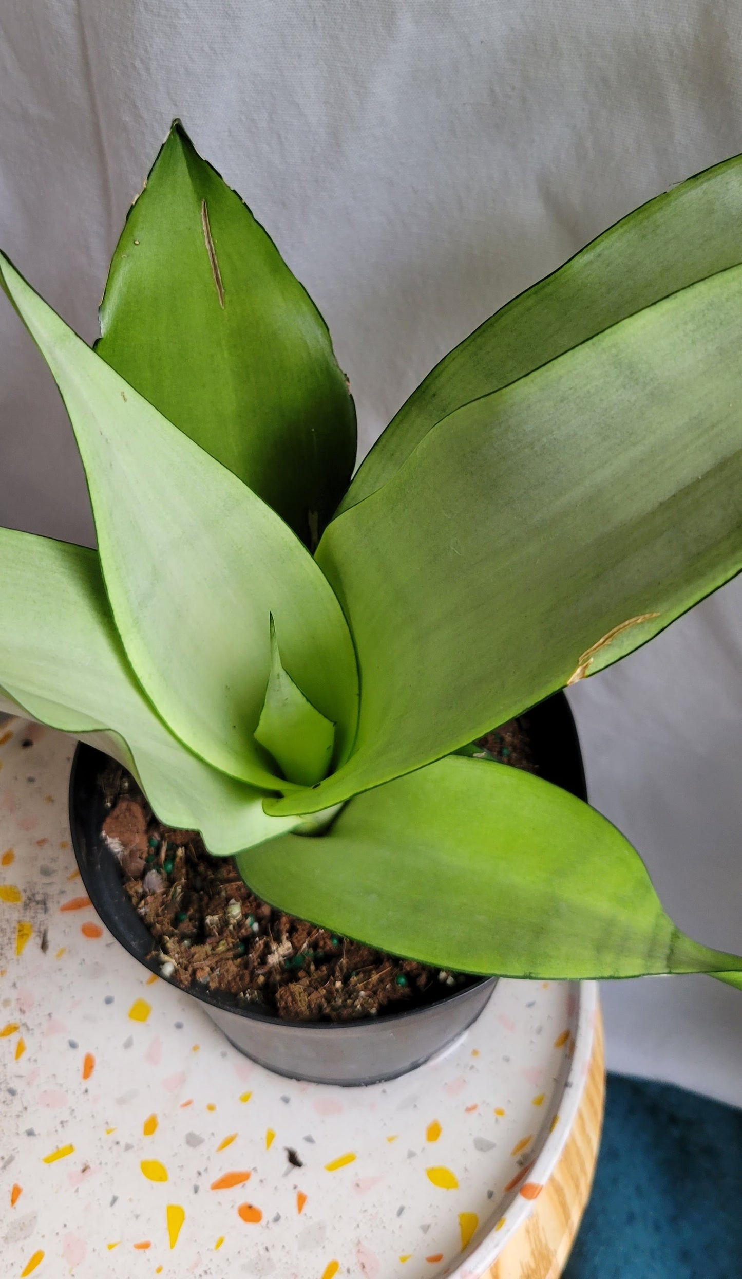 6” Sanseveria Moonshine