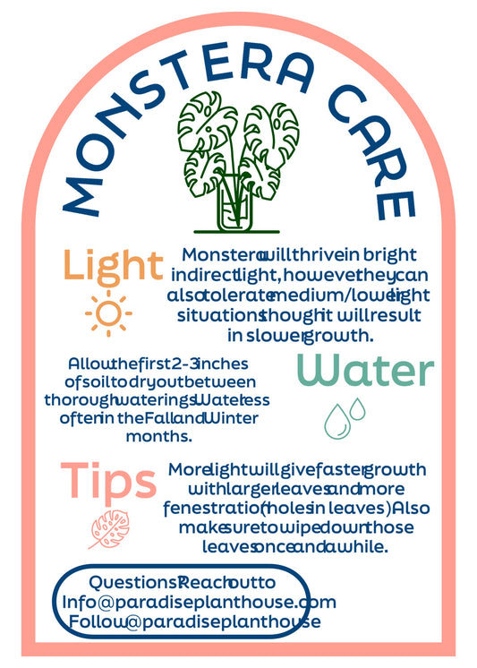 4" Monstera Siltepecana