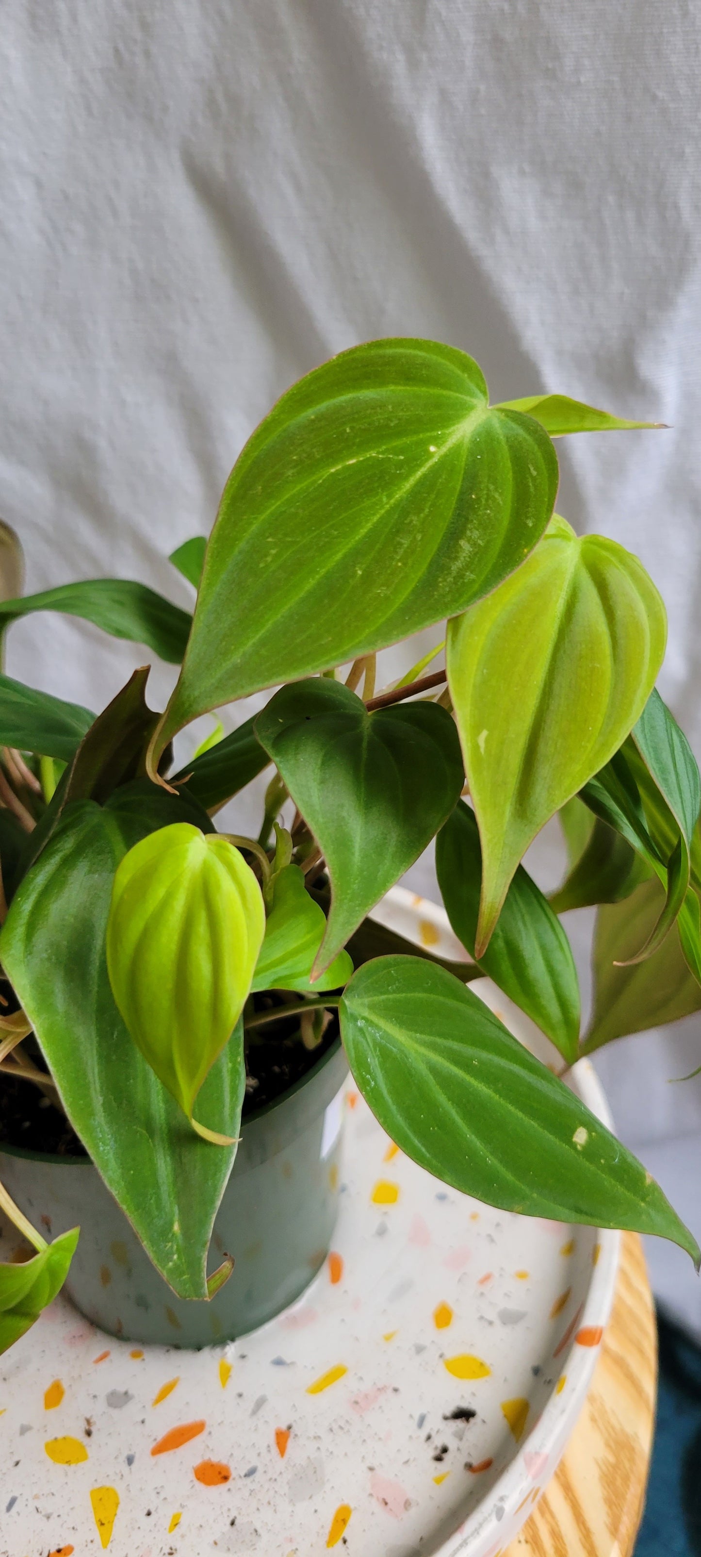 4" Philodendron Micans