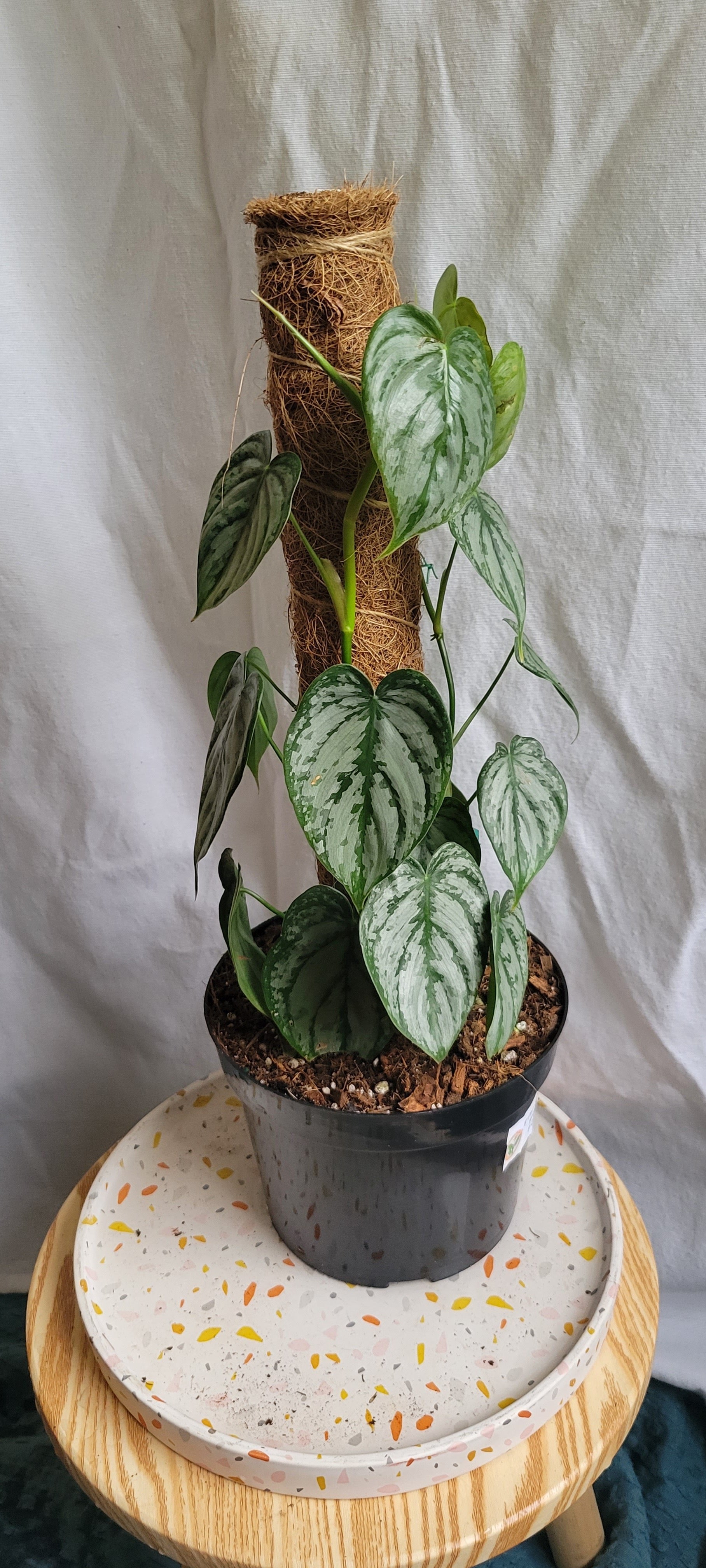 philodendron brandy 6” Philodendron Branditianum