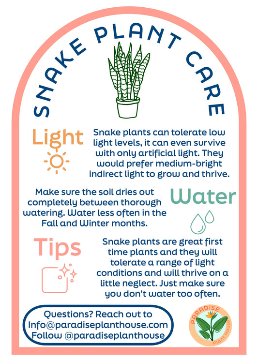 4” Sanseveria Starfish