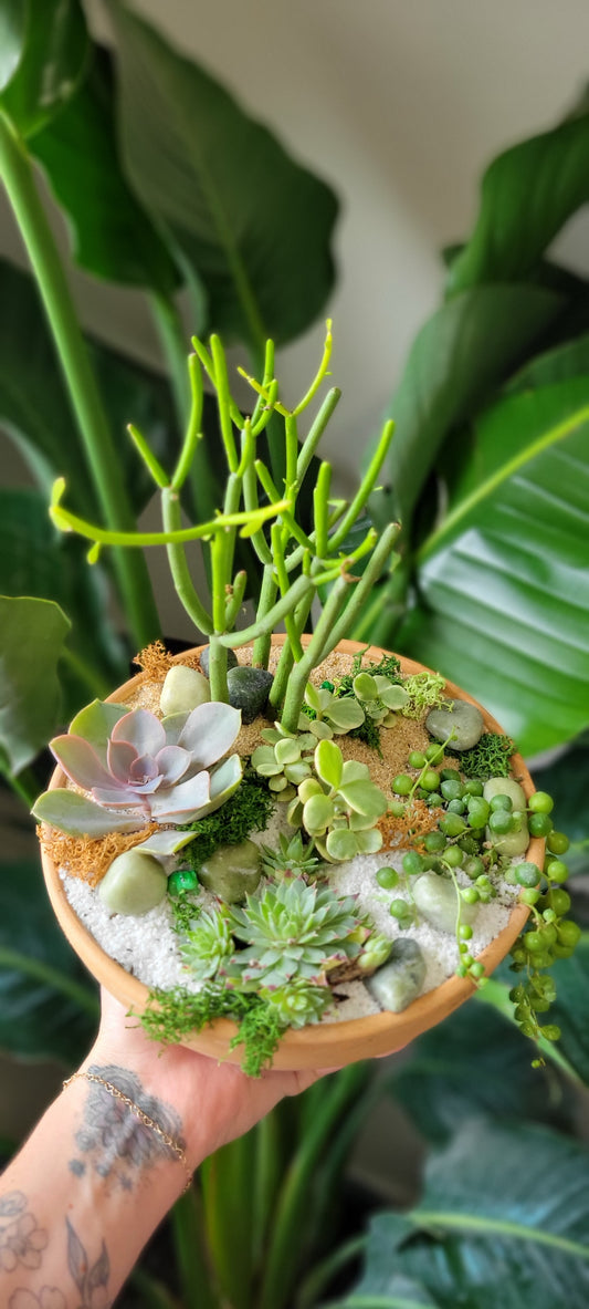 Succulent Garden