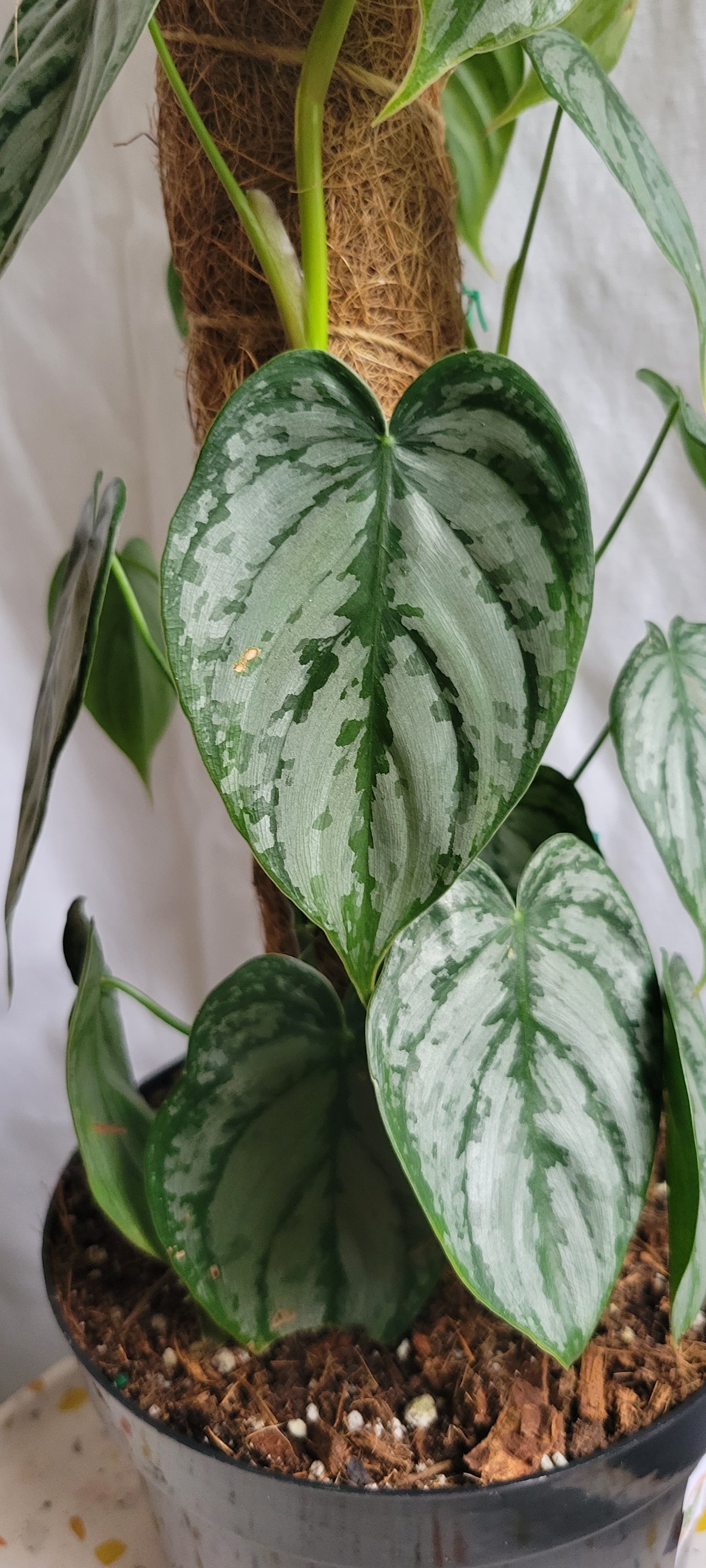 philodendron boulder co 6” Philodendron Branditianum