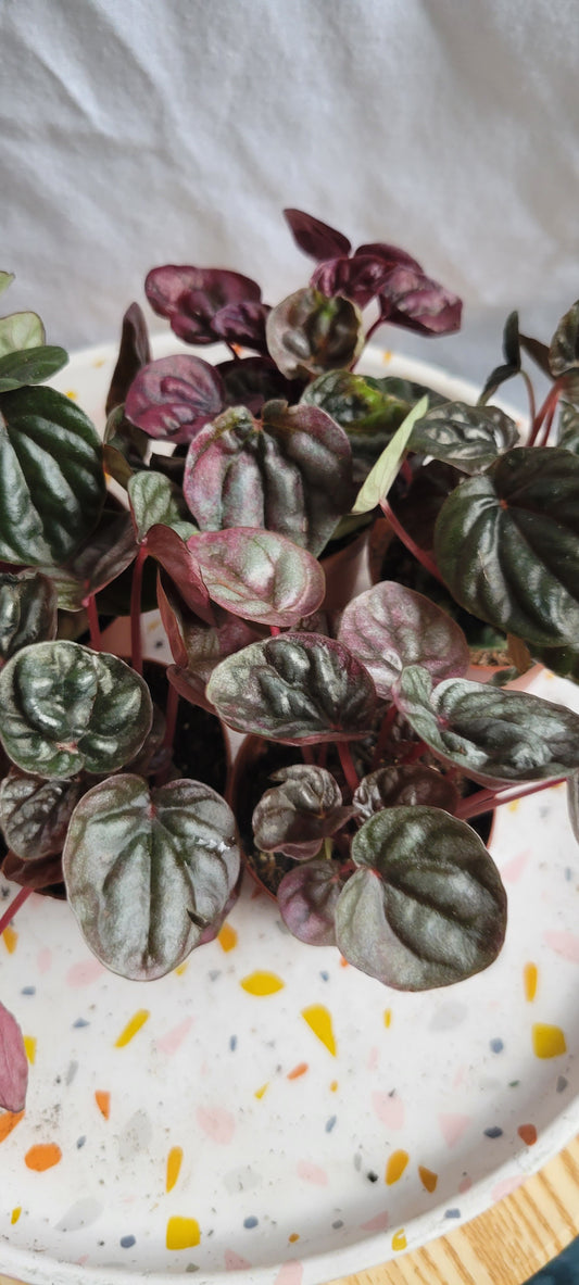 2” Peperomia