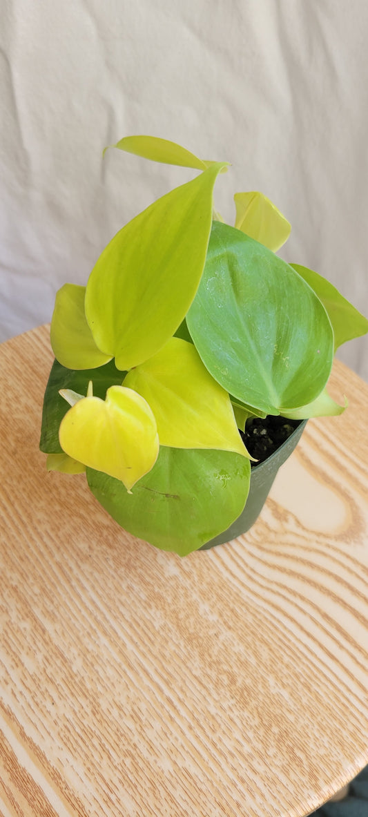 4” Philodendron Lemon Cortadum