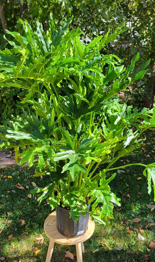 10” Philodendron Hope Selloum