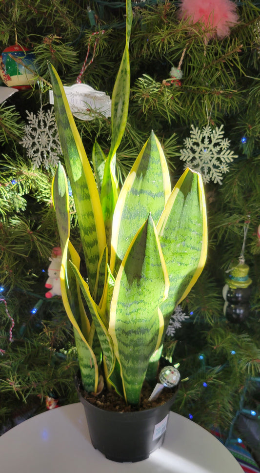 6" Sanseveria - Snake Plant