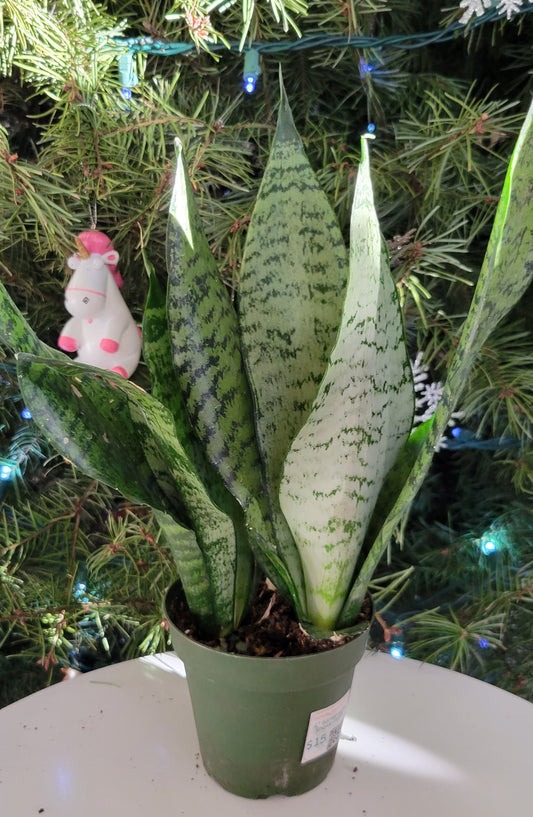 4” Sanseveria