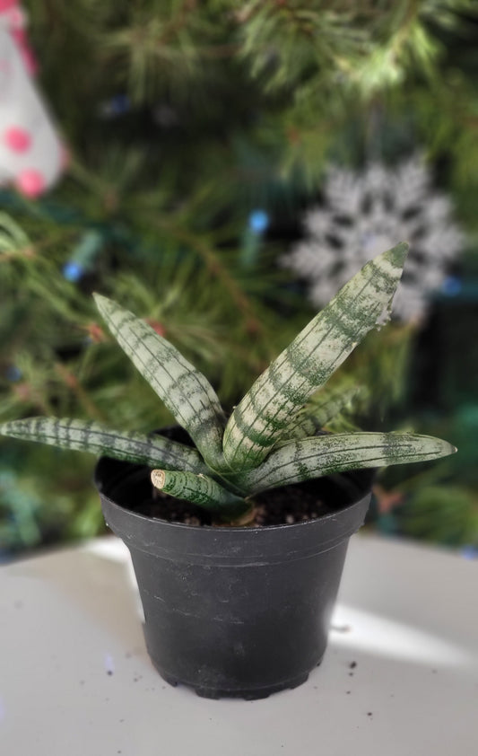 4” Sanseveria Starfish