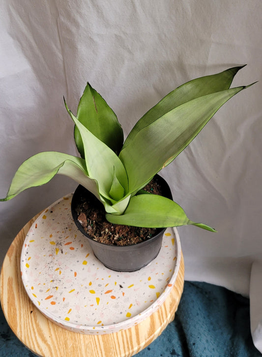 6” Sanseveria Moonshine