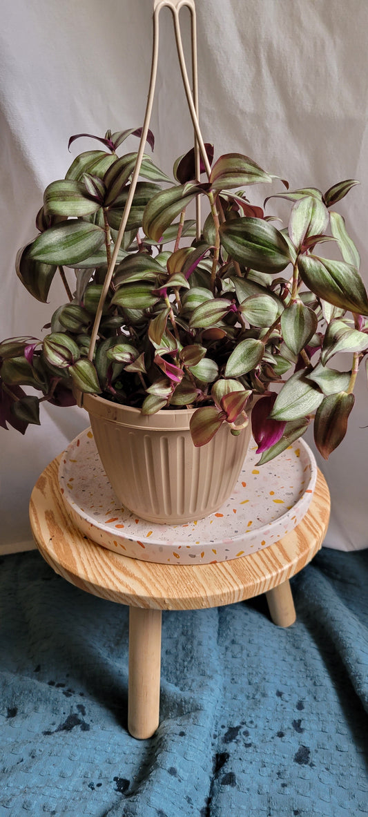 6” Tradescantia Zebrina