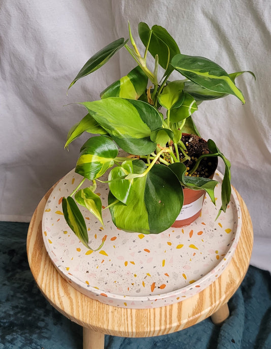 4" Philodendron Brasil